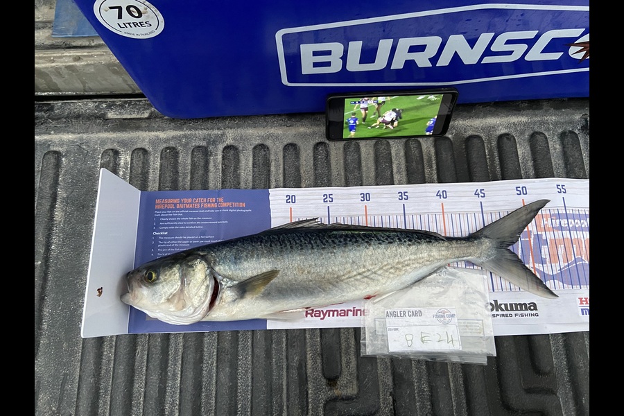 Ollie Heard caught this 47.5cm Kahawai at Northland during The Hirepool Baitmates Fishing Comp