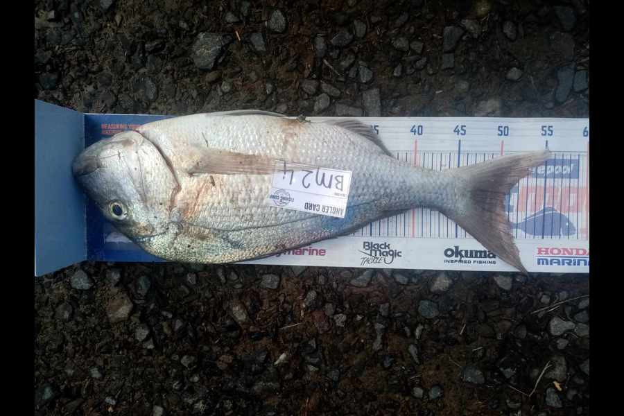 Bodhi Bishop Saunders caught this 50.5cm Snapper at Coromandel during The Hirepool Baitmates Fishing Comp