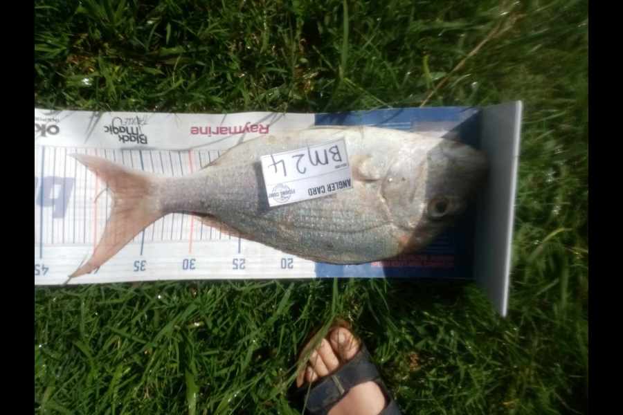 Phill Saunders caught this 38.0cm Snapper at Coromandel during The Hirepool Baitmates Fishing Comp