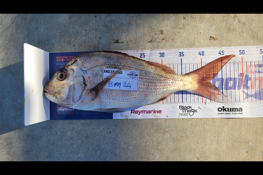 Matt McLeod caught this 42.0cm Snapper at Northland during The Hirepool Baitmates Fishing Comp