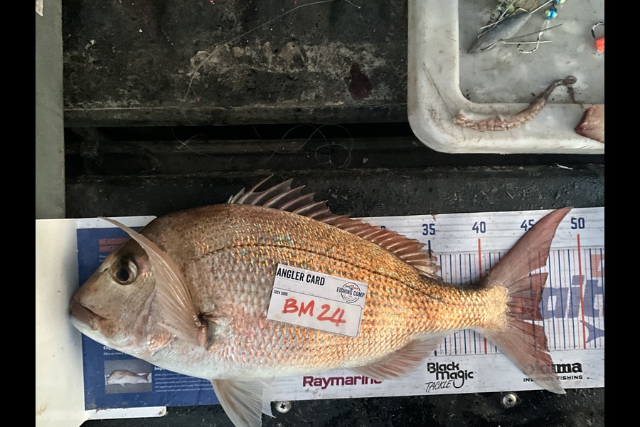 Stephen Heka caught this 45.5cm Snapper at Northland during The Hirepool Baitmates Fishing Comp