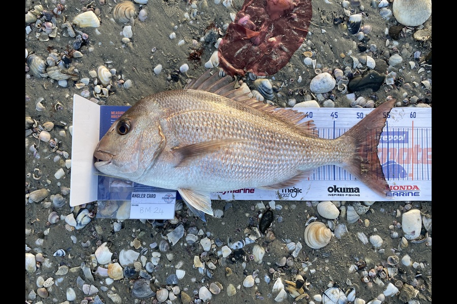 Tony Flay caught this 53.0cm Snapper at Northland during The Hirepool Baitmates Fishing Comp