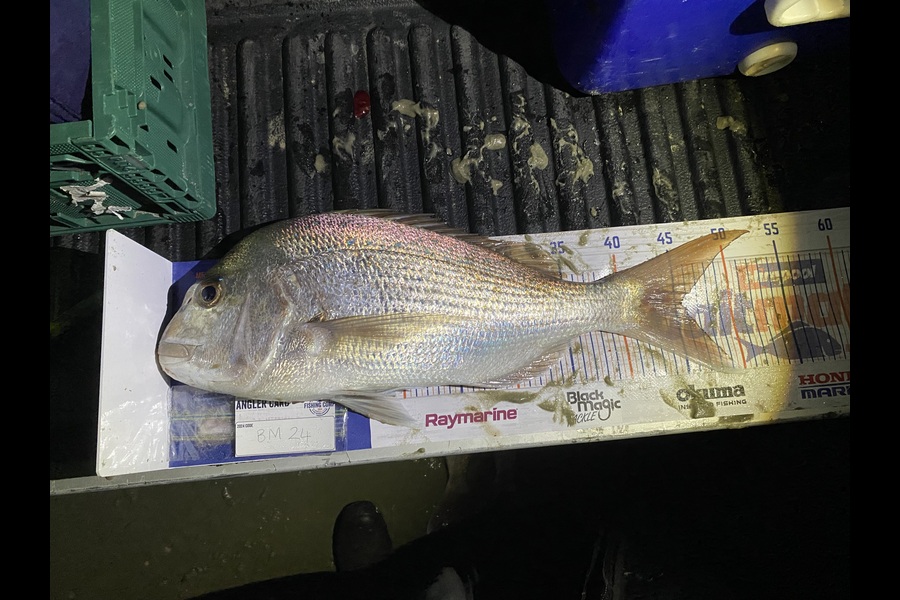 Raewyn Flay caught this 45.5cm Snapper at Northland during The Hirepool Baitmates Fishing Comp