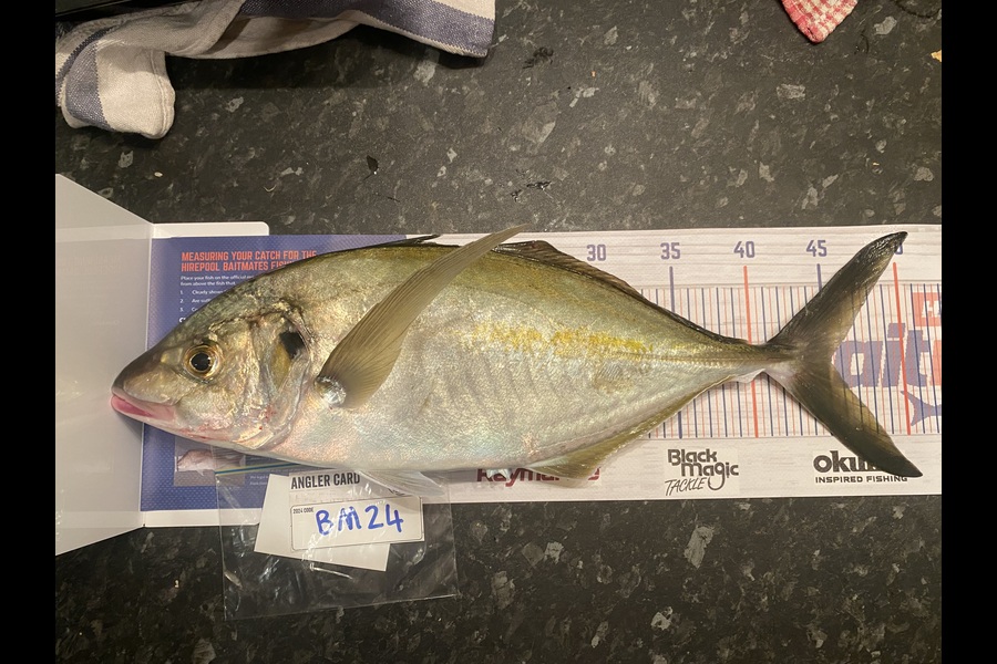 Tony Flay caught this 45.0cm Trevally at Northland during The Hirepool Baitmates Fishing Comp