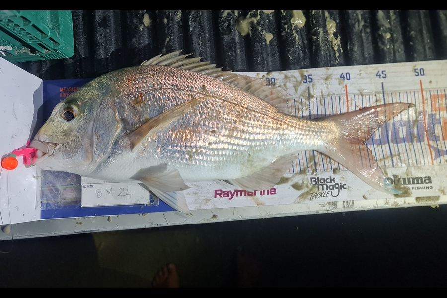 Regina Job caught this 41.5cm Snapper at Northland during The Hirepool Baitmates Fishing Comp