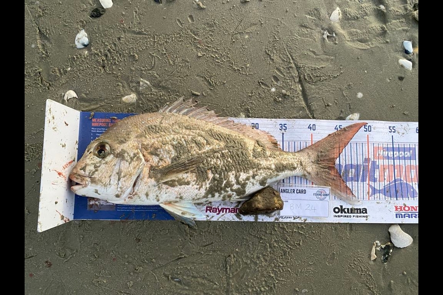 Xavier Akatere caught this 44.0cm Snapper at Northland during The Hirepool Baitmates Fishing Comp