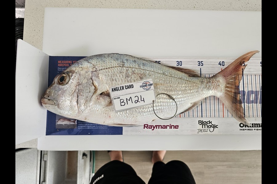 Frikkie Peens caught this 44.0cm Snapper at Bay of Plenty during The Hirepool Baitmates Fishing Comp