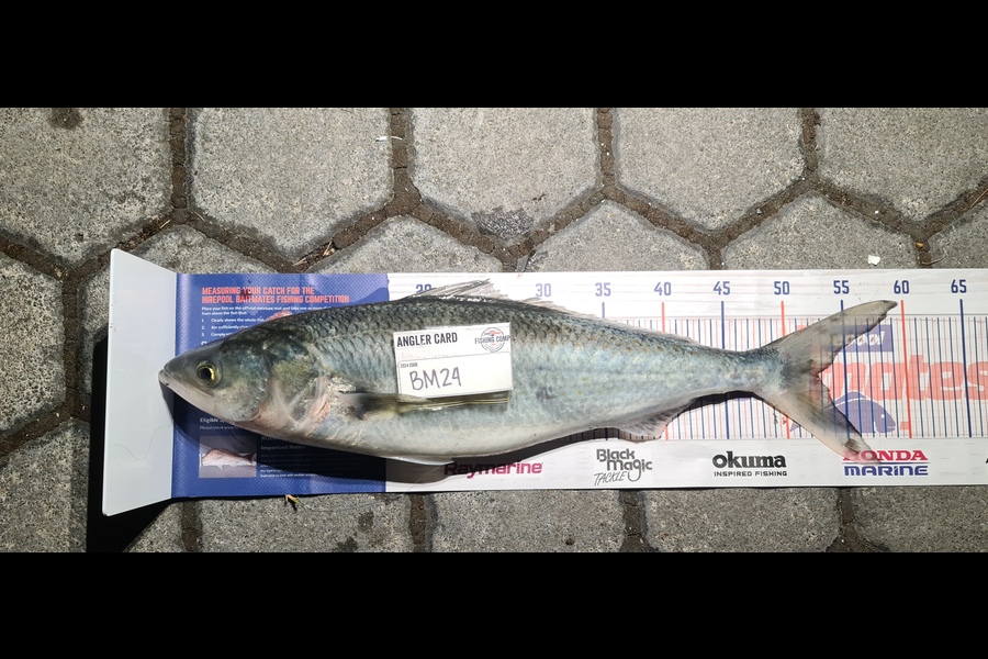 Jumar Mateo caught this 52.5cm Kahawai at Canterbury during The Hirepool Baitmates Fishing Comp