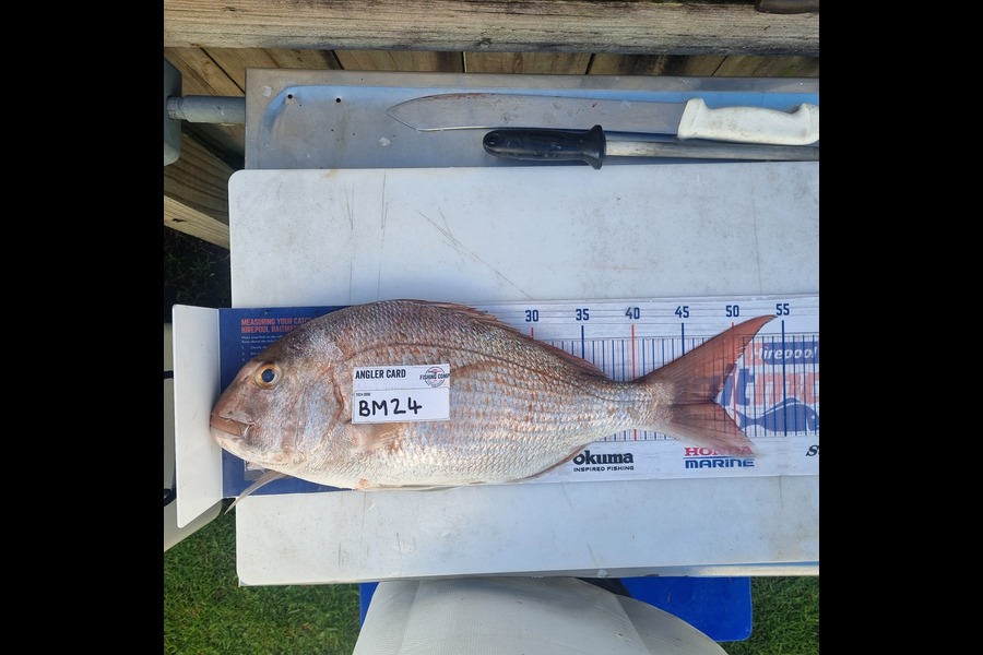 David Cosgrove caught this 47.5cm Snapper at Bay of Plenty during The Hirepool Baitmates Fishing Comp