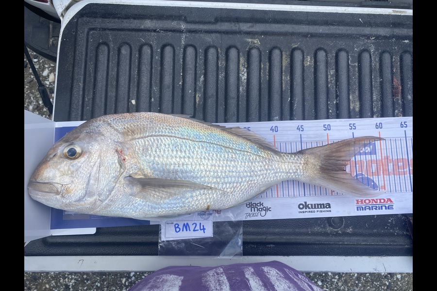 Tony Flay caught this 52.0cm Snapper at Northland during The Hirepool Baitmates Fishing Comp