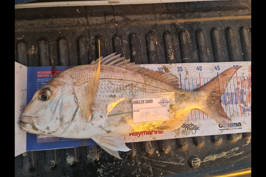 Lloyd Akatere caught this 45.0cm Snapper at Northland during The Hirepool Baitmates Fishing Comp