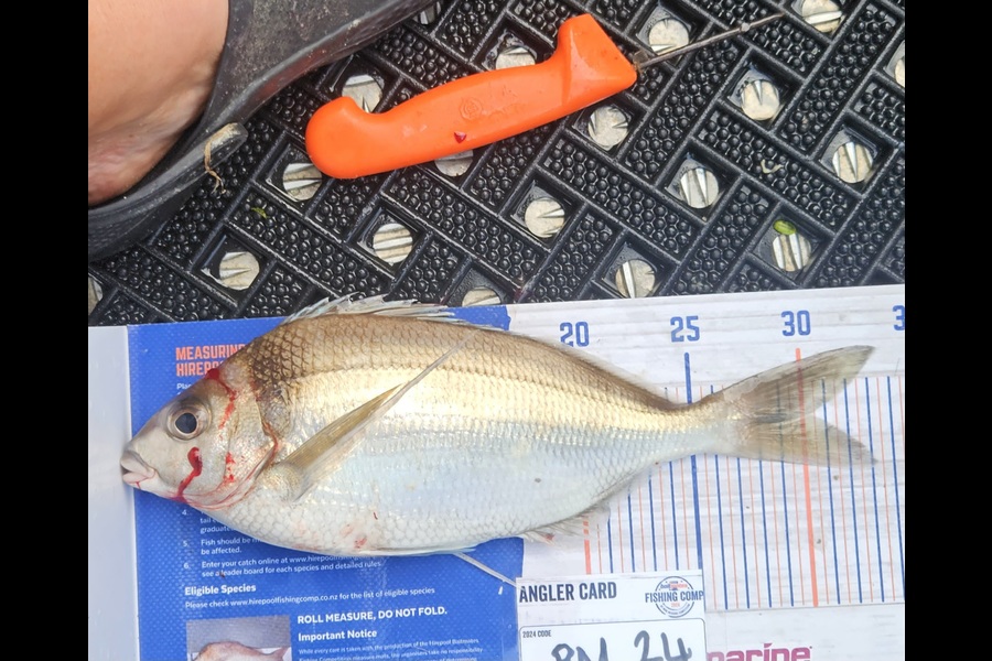 David Kovacs caught this 30.5cm Tarakihi at Wellington during The Hirepool Baitmates Fishing Comp