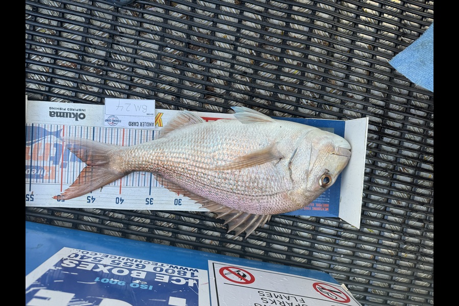 Ben Moran caught this 45.5cm Snapper at Northland during The Hirepool Baitmates Fishing Comp
