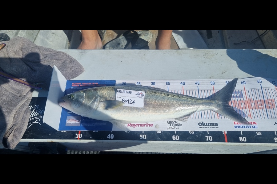 Tain Rookes caught this 54.0cm Kahawai at Coromandel during The Hirepool Baitmates Fishing Comp