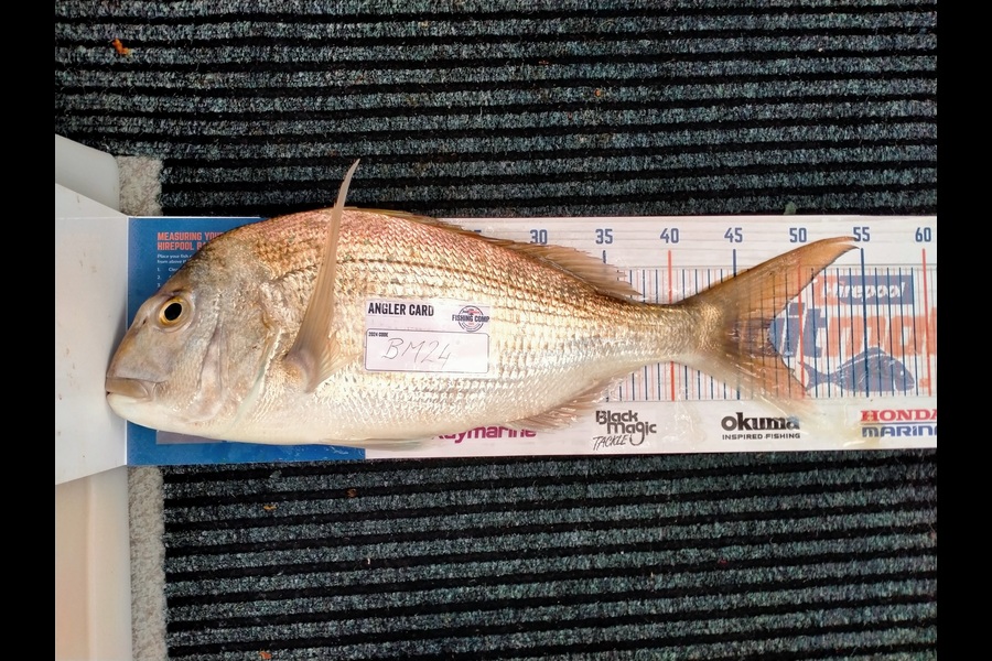 Keith Cochius caught this 47.5cm Snapper at Bay of Plenty during The Hirepool Baitmates Fishing Comp