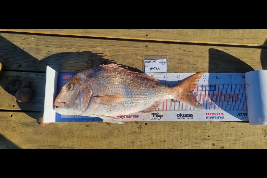 Tain Rookes caught this 49.5cm Snapper at Coromandel during The Hirepool Baitmates Fishing Comp