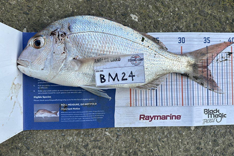 Naomi Kuka caught this 35.0cm Snapper at Auckland during The Hirepool Baitmates Fishing Comp