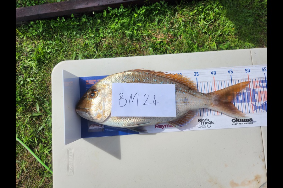 Daniel Simpson caught this 44.0cm Snapper at Bay of Plenty during The Hirepool Baitmates Fishing Comp
