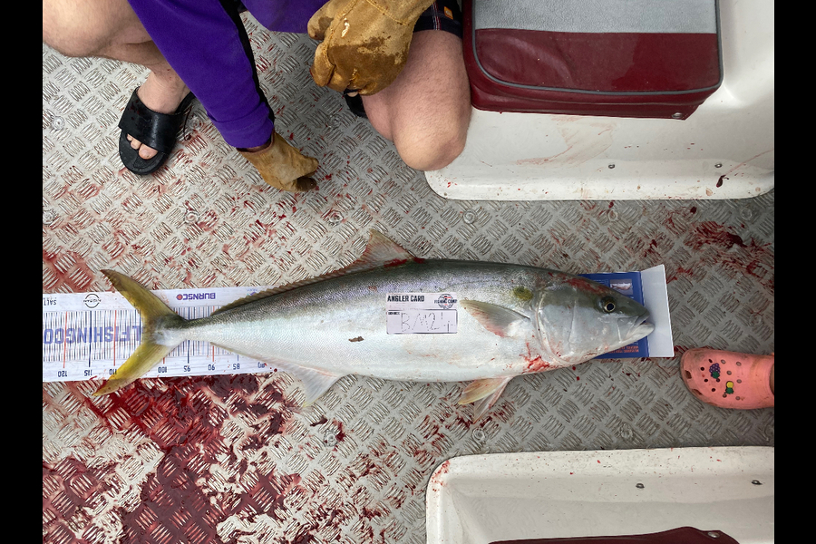 Luke Spargo caught this 104.5cm Kingfish at Coromandel during The Hirepool Baitmates Fishing Comp