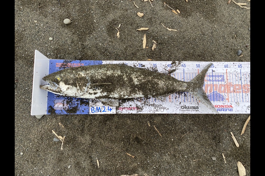 Shamus Brophy caught this 51.0cm Kahawai at Hawkes Bay during The Hirepool Baitmates Fishing Comp