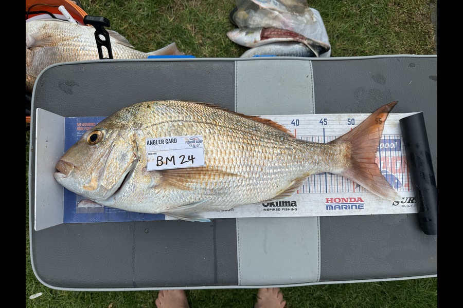 Cain Manley caught this 54.0cm Snapper at Bay of Plenty during The Hirepool Baitmates Fishing Comp