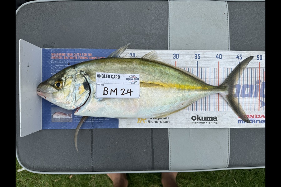 Cain Manley caught this 43.0cm Trevally at Bay of Plenty during The Hirepool Baitmates Fishing Comp