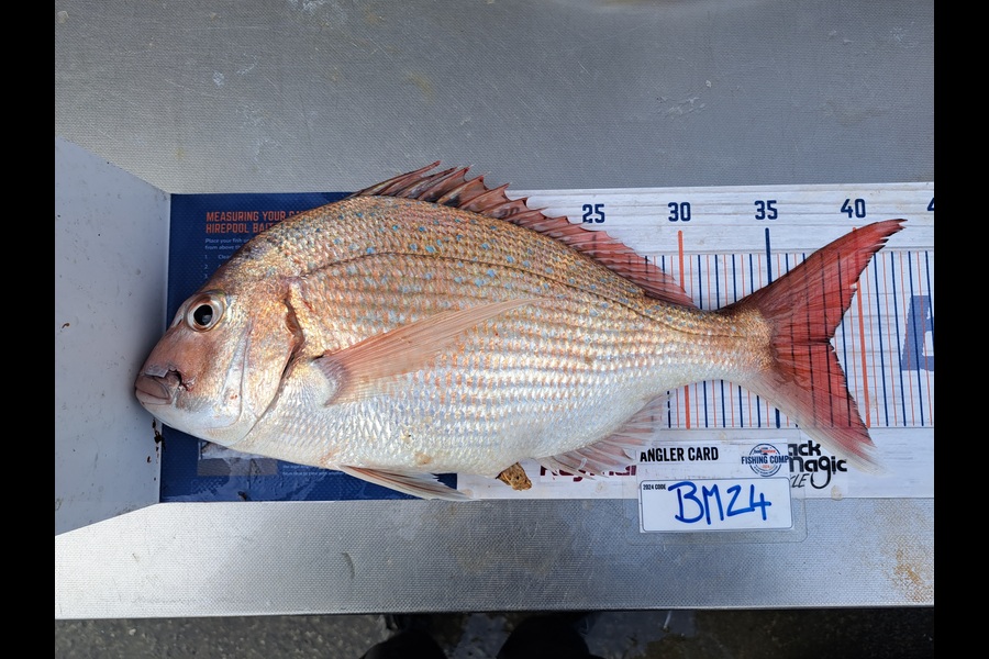 Harry Kovacs caught this 38.0cm Snapper at Wellington during The Hirepool Baitmates Fishing Comp