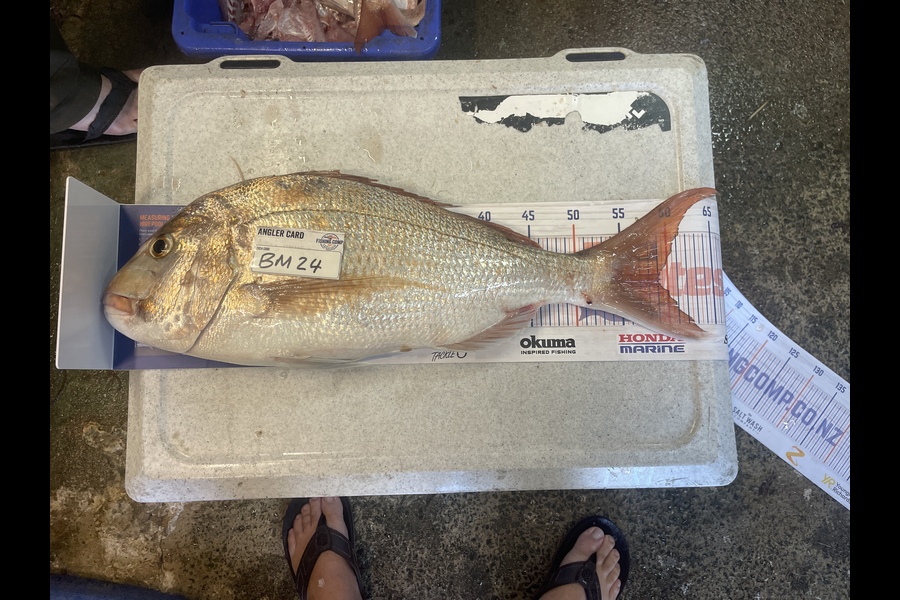 Craig Durbin caught this 59.0cm Snapper at Coromandel during The Hirepool Baitmates Fishing Comp
