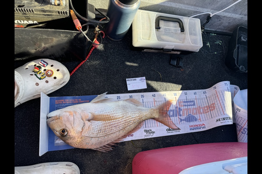 Matthew Schoonderwoerd caught this 45.0cm Snapper at Bay of Plenty during The Hirepool Baitmates Fishing Comp