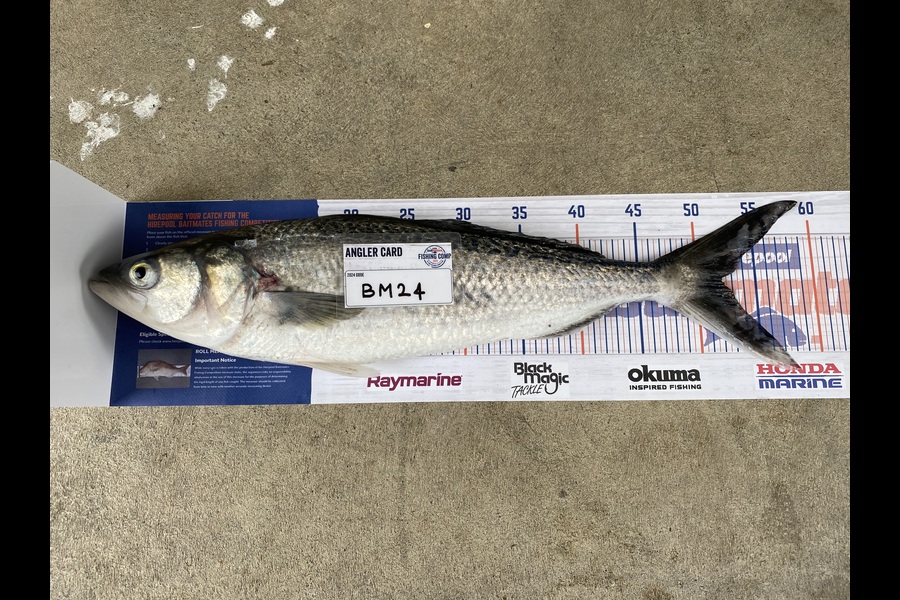 Hayden Tinsley caught this 52.0cm Kahawai at Manawatu during The Hirepool Baitmates Fishing Comp
