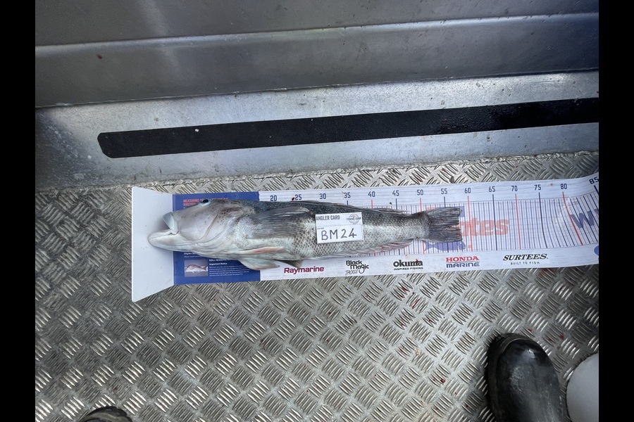 Dan Washington caught this 57.5cm Blue Cod at Otago during The Hirepool Baitmates Fishing Comp