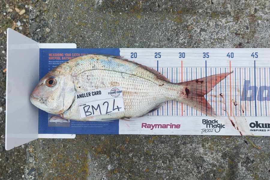 Jahlin Tehiko caught this 34.5cm Snapper at Hawkes Bay during The Hirepool Baitmates Fishing Comp