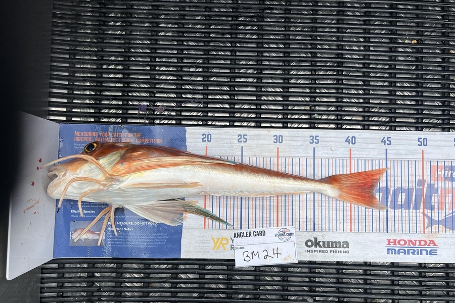 Ruby Scholes caught this 43.0cm Gurnard at Nelson/Marlborough during The Hirepool Baitmates Fishing Comp