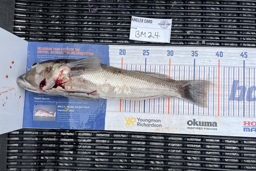 Ruby Scholes caught this 37.5cm Blue Cod at Nelson/Marlborough during The Hirepool Baitmates Fishing Comp