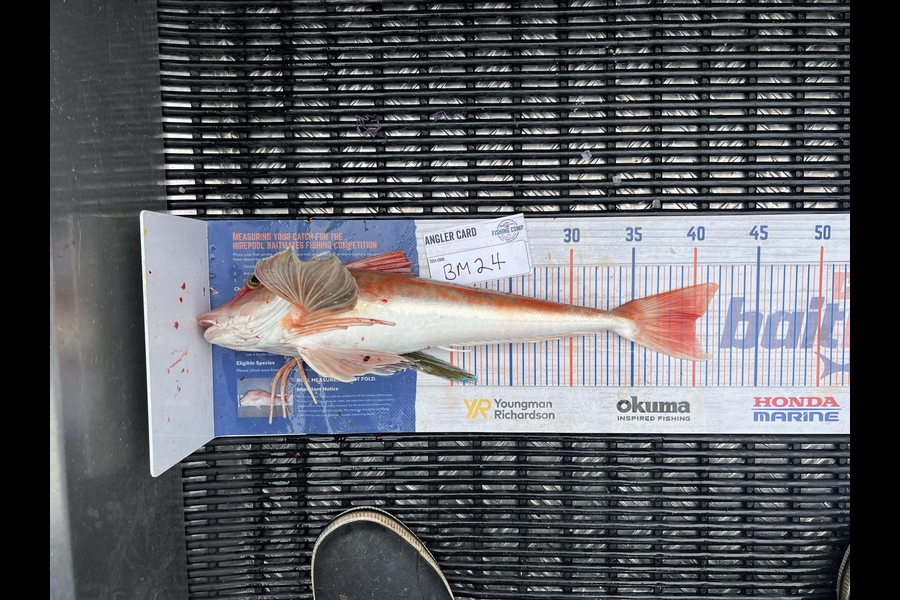 Shannon Scholes caught this 40.0cm Gurnard at Nelson/Marlborough during The Hirepool Baitmates Fishing Comp