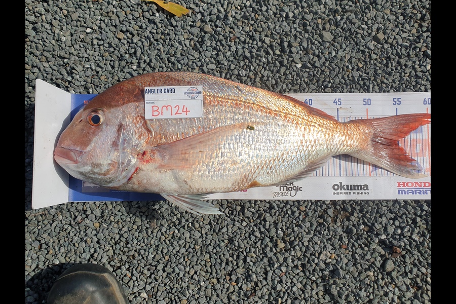 Rodney Niven caught this 49.5cm Snapper at Wellington during The Hirepool Baitmates Fishing Comp
