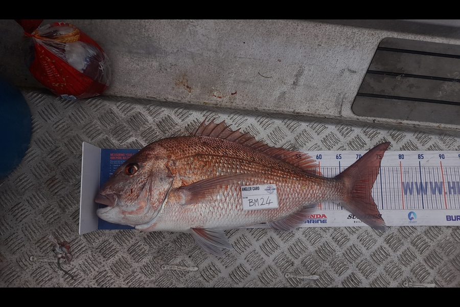 Andrew Stanford caught this 72.5cm Snapper at Northland during The Hirepool Baitmates Fishing Comp