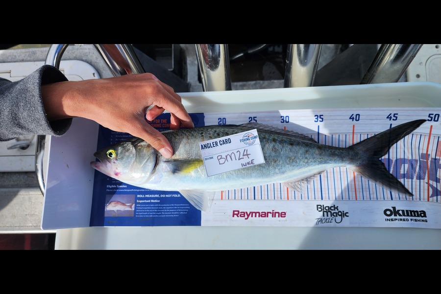 luke Curtis caught this 43.5cm Kahawai at Bay of Plenty during The Hirepool Baitmates Fishing Comp