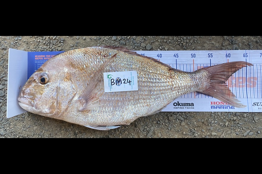 Chloe Hoffman caught this 59.0cm Snapper at Auckland during The Hirepool Baitmates Fishing Comp