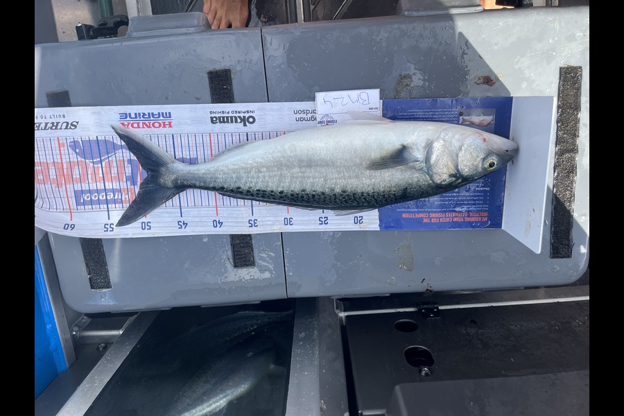 Cameron White caught this 49.0cm Kahawai at Northland during The Hirepool Baitmates Fishing Comp