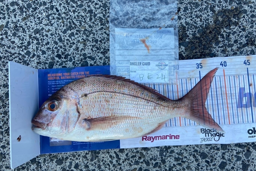 Caleb Heard caught this 35.5cm Snapper at Auckland during The Hirepool Baitmates Fishing Comp