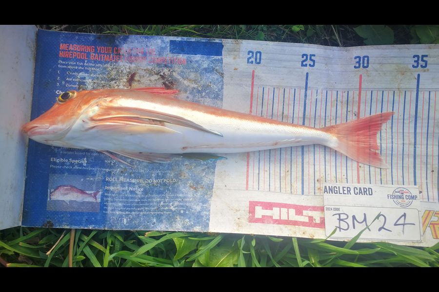 Leigh Page caught this 31.5cm Gurnard at Wellington during The Hirepool Baitmates Fishing Comp