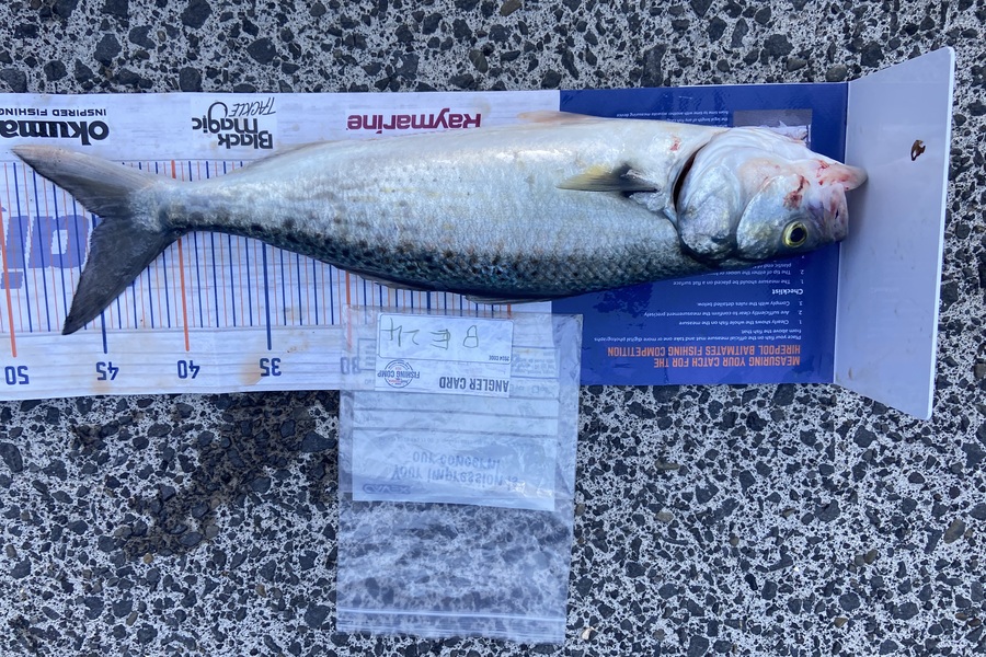 Ollie Heard caught this 44.5cm Kahawai at Auckland during The Hirepool Baitmates Fishing Comp