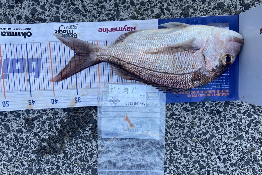 Ollie Heard caught this 34.5cm Snapper at Auckland during The Hirepool Baitmates Fishing Comp