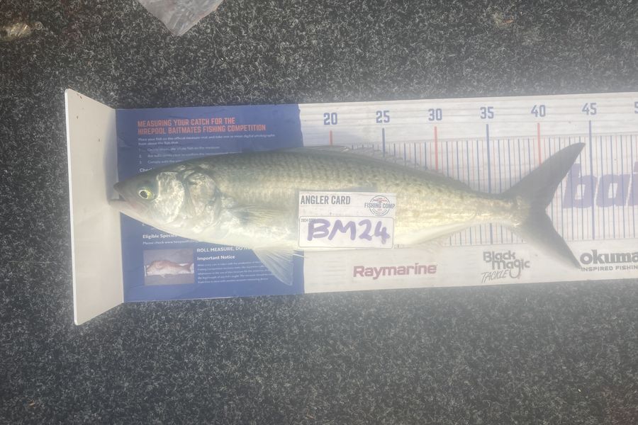 Lee Warmington  caught this 40.0cm Kahawai at Northland during The Hirepool Baitmates Fishing Comp