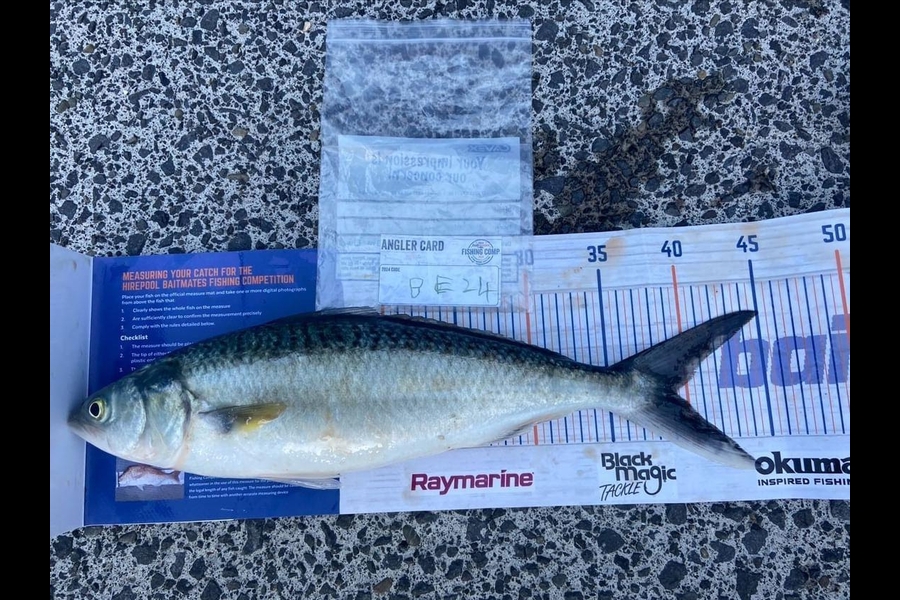 Thomas Heard caught this 39.5cm Kahawai at Auckland during The Hirepool Baitmates Fishing Comp