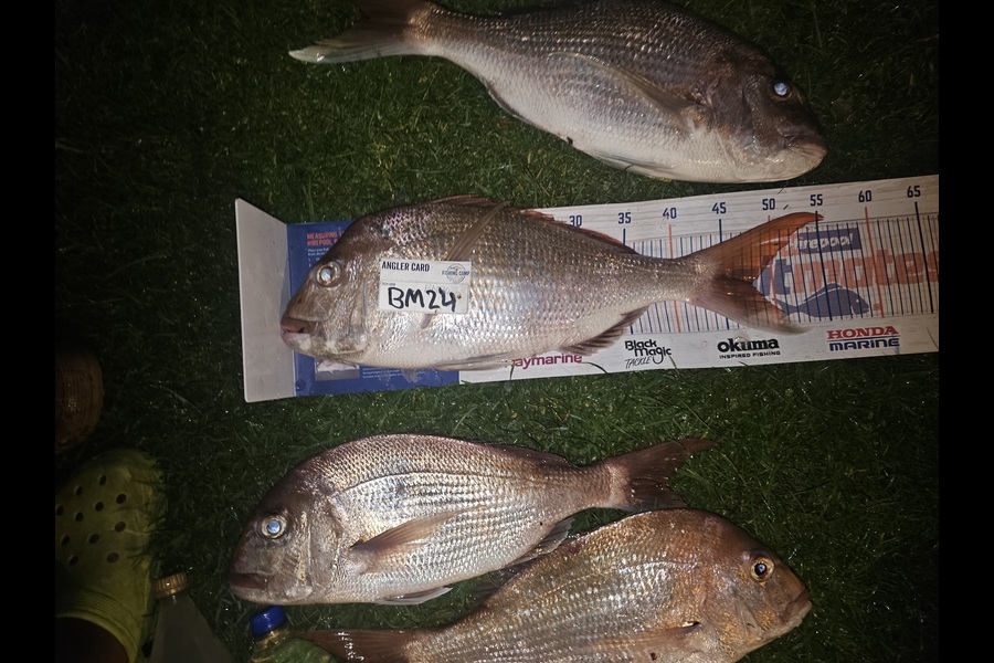 Taniora Kani rawiri caught this 48.0cm Snapper at Coromandel during The Hirepool Baitmates Fishing Comp