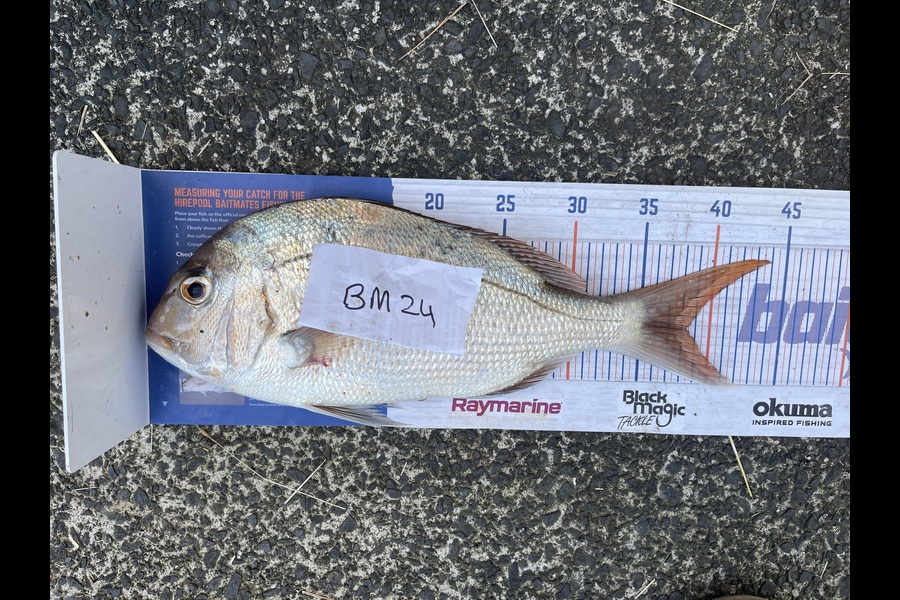 Jarryd Eccles caught this 038.5cm Snapper at Auckland during The Hirepool Baitmates Fishing Comp