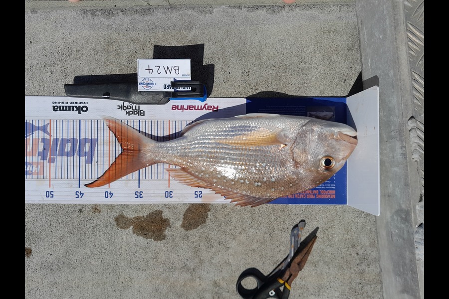 Craig Lovegrove caught this 37.5cm Snapper at Auckland during The Hirepool Baitmates Fishing Comp