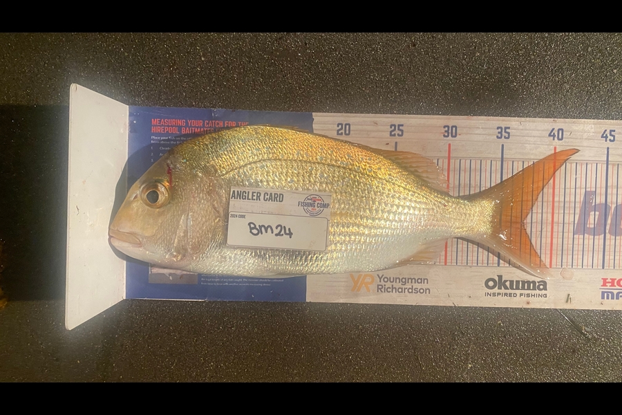 Nicholas Mowlem caught this 37.0cm Snapper at Coromandel during The Hirepool Baitmates Fishing Comp